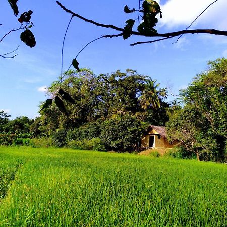Villa Raintree Dambulla Esterno foto