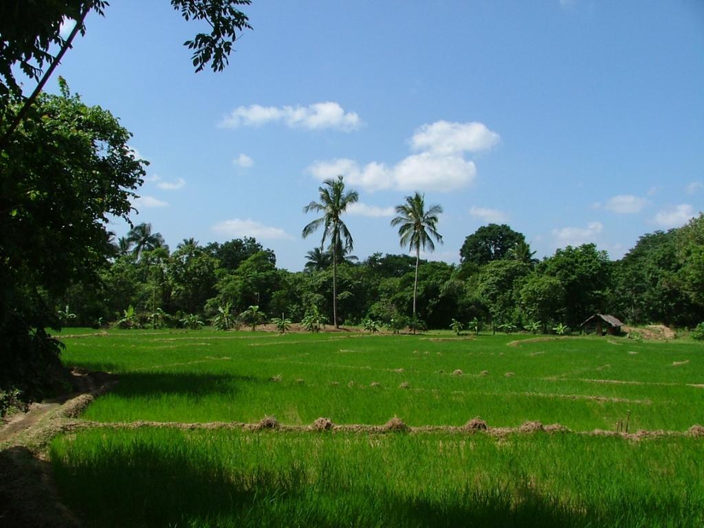 Villa Raintree Dambulla Esterno foto