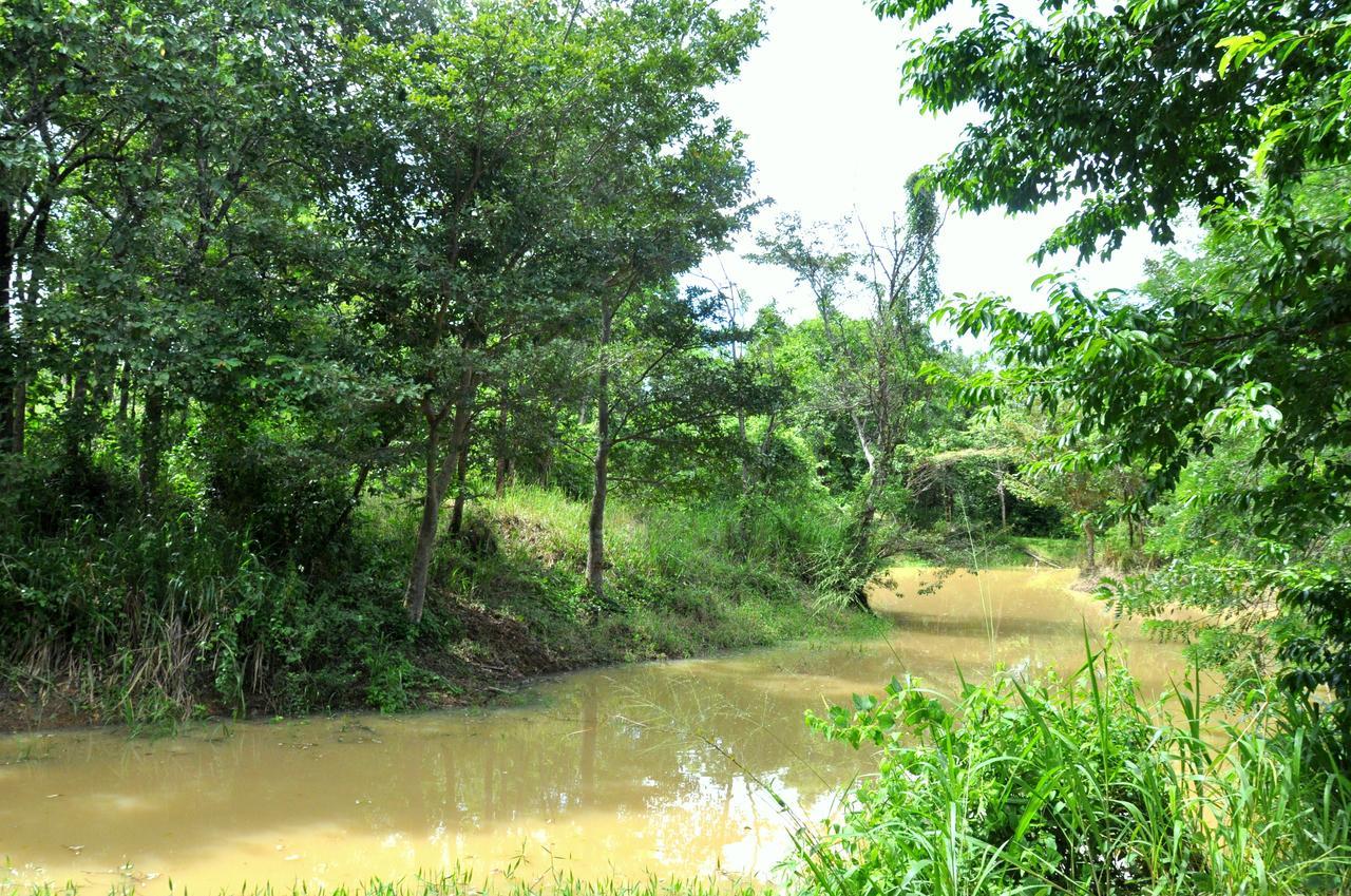 Villa Raintree Dambulla Esterno foto
