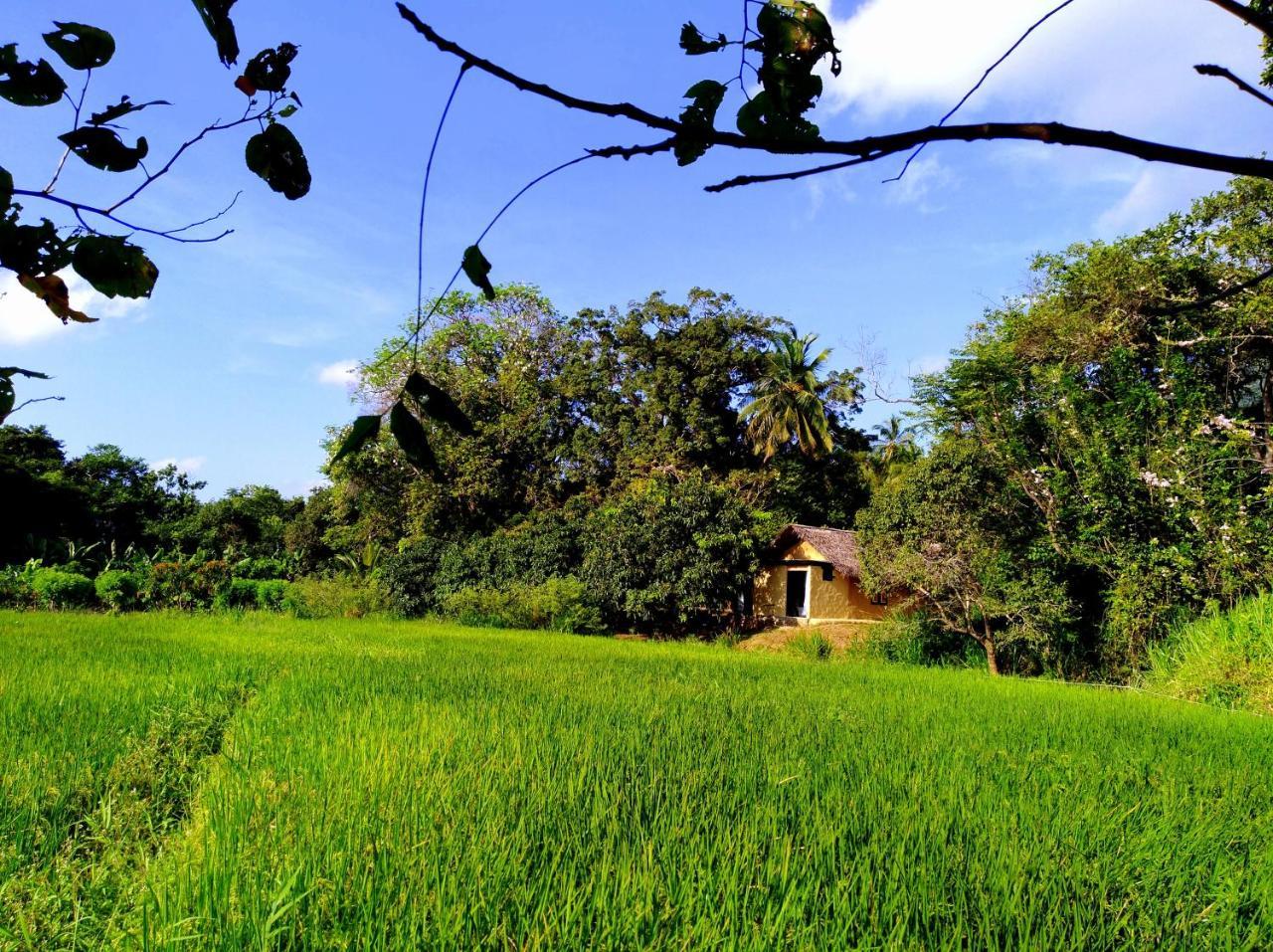 Villa Raintree Dambulla Esterno foto