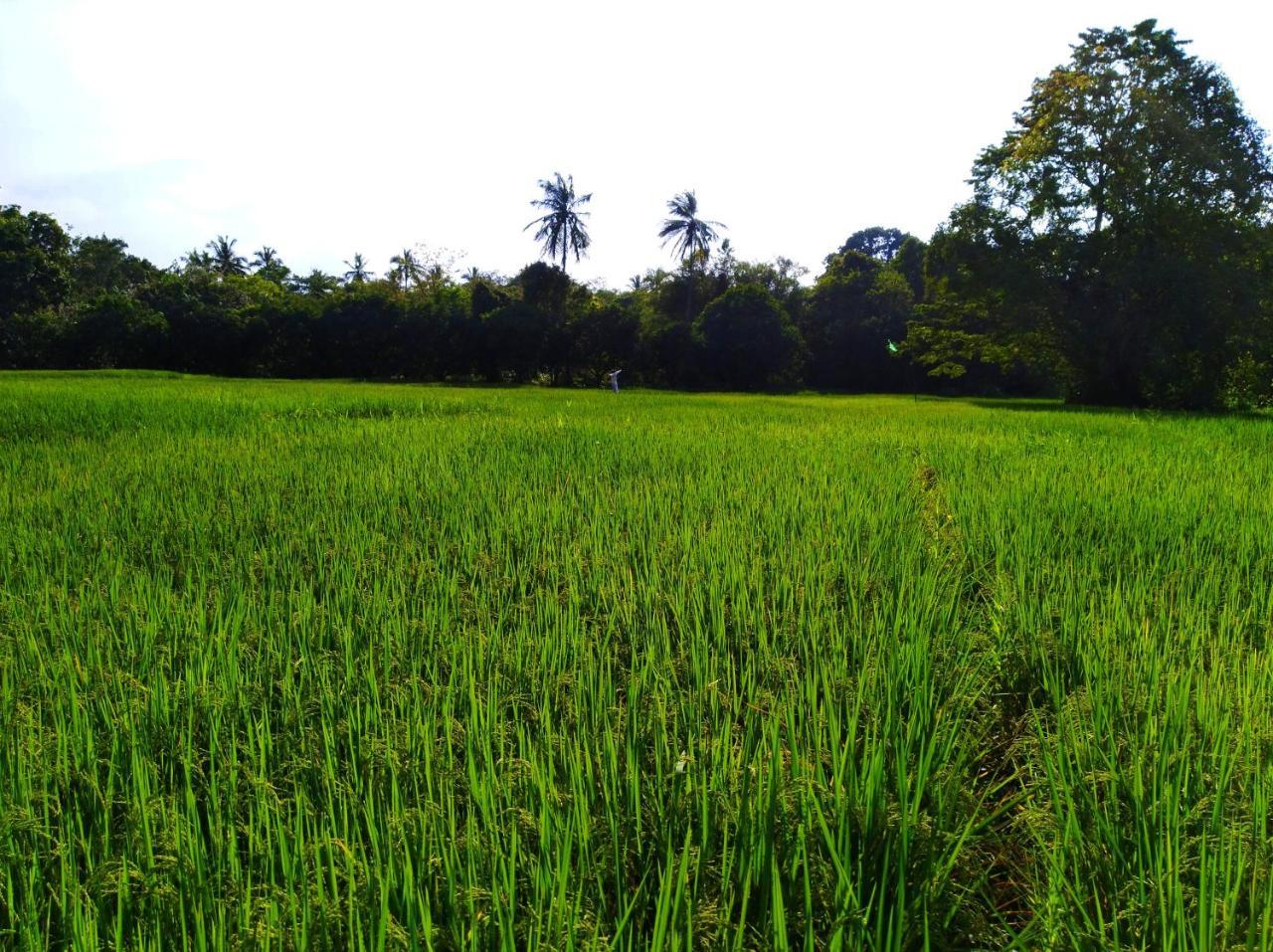 Villa Raintree Dambulla Esterno foto