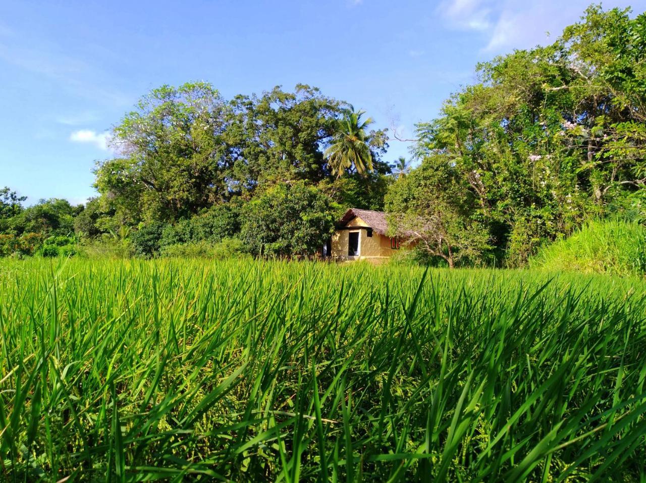 Villa Raintree Dambulla Esterno foto